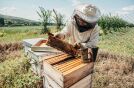 Bienen und Imker Workshop – Einblicke in die nützliche Welt der Bienen in Neusiedl am See, Burgenland